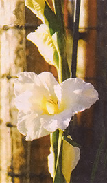 White gladiolus against a fence in Bend, Oregon.